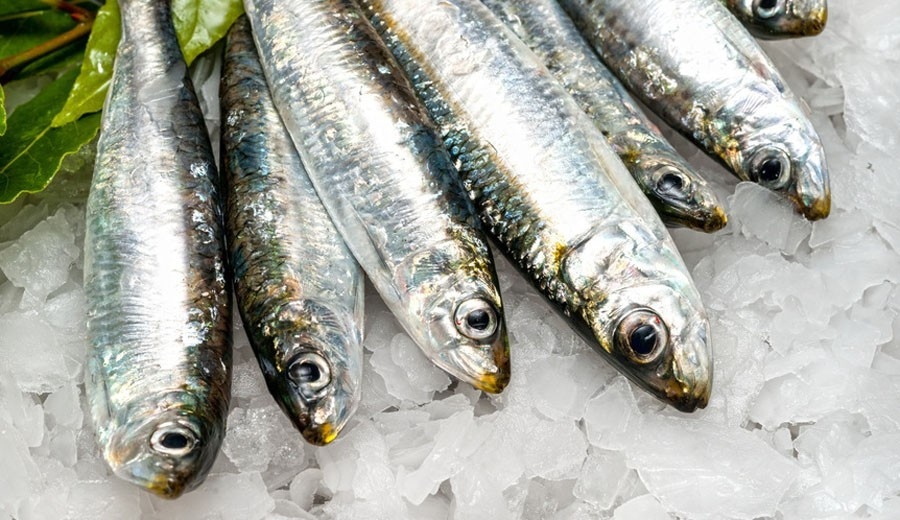 Το Λεσβιακό «σούσι», η σαρδέλα Καλλονής, προς ένταξη στα προϊόντα ΠΟΠ