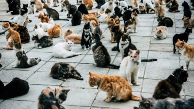 Αποκρουστικό: Βρήκαν 4 τόνους νεκρές γάτες στο Βιετνάμ - Θα τις έβραζαν για να γίνουν... φάρμακα