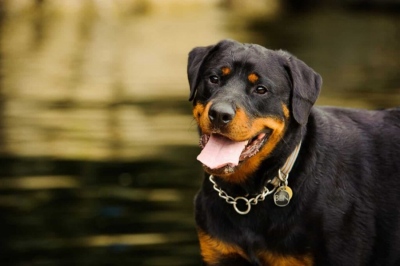 Κτηνωδία στην Κομοτηνή: Βρέθηκε σκύλος κρεμασμένος από δέντρο