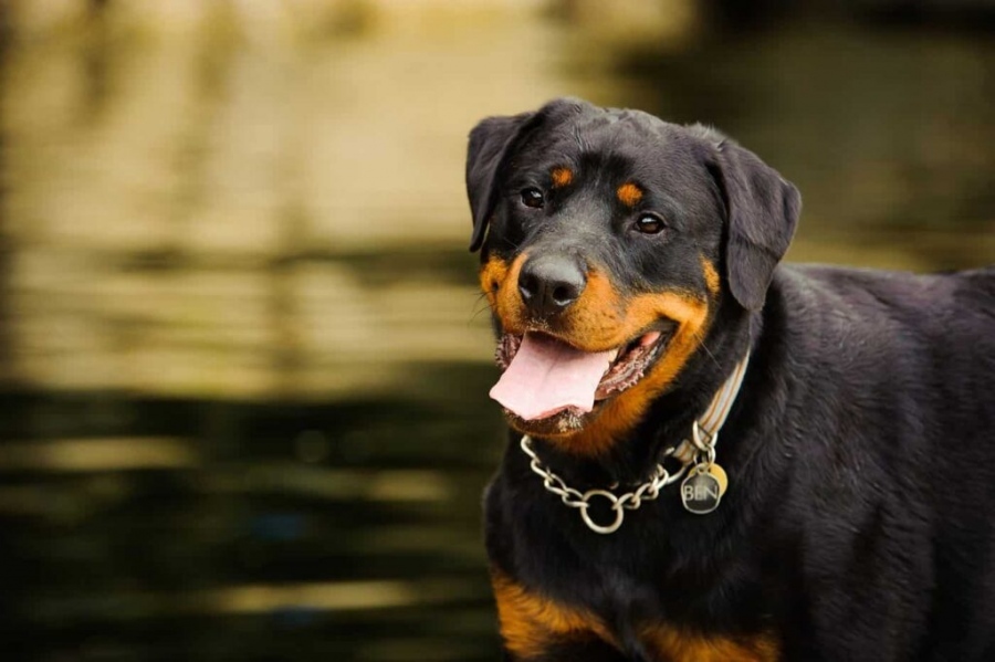 Κτηνωδία στην Κομοτηνή: Βρέθηκε σκύλος κρεμασμένος από δέντρο