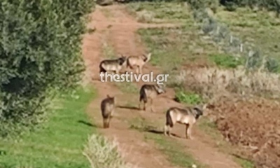Απίστευτο - Αγέλη λύκων τριγυρνά δίπλα σε σπίτια στη Χαλκιδική