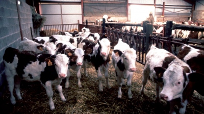 Σκωτία: Επιβεβαιώθηκε κρούσμα της νόσου των τρελών αγελάδων