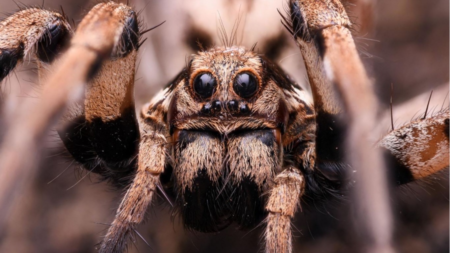 Επαναστατική ανακάλυψη - Από... δηλητήριο αράχνης το νέο φάρμακο για την αντιμετώπιση των εγκεφαλικών επεισοδίων