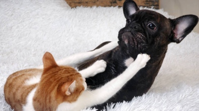 Σε ένα σπίτι μπορεί να υπάρχει μόνο ένα αφεντικό - Πώς τα κατοικίδια ζώα δημιουργούν ιεραρχία