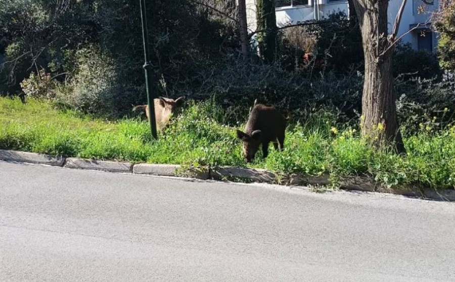 Αγριογούρουνα βγήκαν για χαλαρή βόλτα στην Εκάλη την Καθαρά Δευτέρα