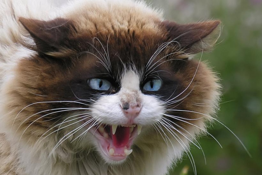 Γιατί η γάτα σας φέρνει νεκρά ζώα; Ανακαλύψτε τα μυστικά των αρχαίων ενστίκτων