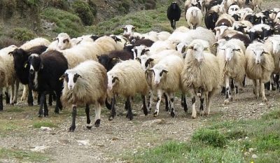Το Δαμιανό Πέλλας δεν είναι νεκροταφείο ζώων - Να σταματήσουν οι ταφές άμεσα