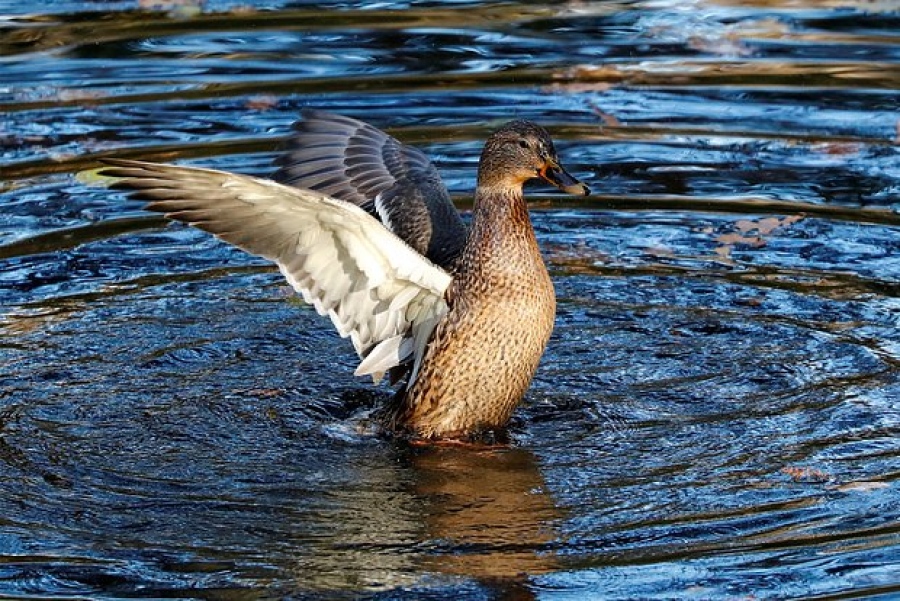 Θρασύτατη... πάπια τρομοκρατεί κατοίκους ολόκληρης πόλης και έστειλε έναν εξ αυτών στο νοσοκομείο - Τι συνέβη