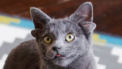 Τουρκία: Ο γάτος με τα …τέσσερα αυτιά που έγινε viral στο διαδίκτυο