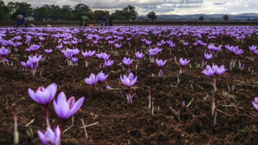 Κορωνοϊός: Η κολχικίνη βρίσκεται στον κρόκο που καλλιεργείται και στην Ελλάδα