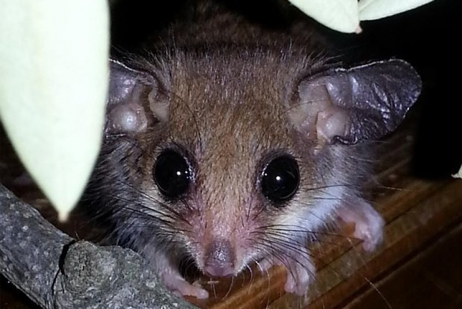 Κανείς δεν το περίμενε: Ζώα που είχαν εξαφανιστεί πριν 6.000 χρόνια ζουν ακόμα σε χώρα-έκπληξη... Μια τρομερή ανακάλυψη 2 ειδών