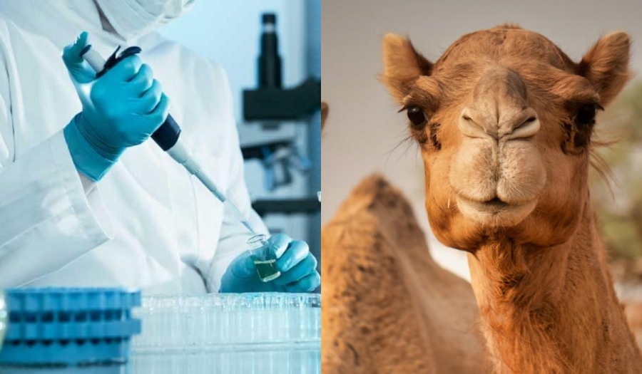Συναγερμός για τον θανατηφόρο ιό της... καμήλας - Σκοτώνει 1 στους 3 που θα κολλήσουν - Θα έρθει από το Μουντιάλ - Τι είπε η Παγώνη