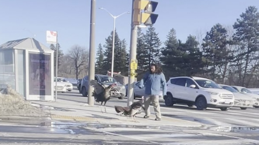 Σκηνές πανικού - Άγριες γαλοπούλες καταδιώκουν άνδρα - Σωτήρια απόδραση μέσα σε αυτοκίνητο αγνώστου (vid)
