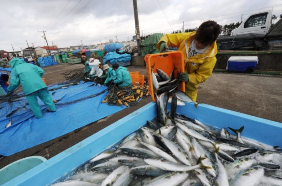 Ψάρια με ραδιενέργεια αλιεύθηκαν στα νερά της Φουκουσίμα