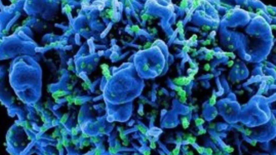 Μύκητες ικανοί να διασπάσουν το πλαστικό βρέθηκαν στην Κίνα