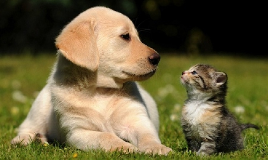 Επιτέλους λύθηκε! Τέλος οι διαφωνίες για τα κατοικίδια μετά το διαζύγιο - Νομοσχέδιο για την κοινή κηδεμονία τους στη Βραζιλία