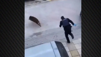 Απίστευτο σκηνικό στη Θεσσαλονίκη με αστυνομικούς να κυνηγάνε... αγριογούρουνο