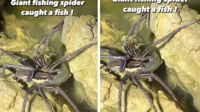 Το είδαμε και αυτό: Γιγάντια αράχνη άρχισε να… ψαρεύει και να τρώει ψάρι