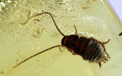 Απίστευτο! - Βρέθηκε κατσαρίδα 35 εκατ. ετών άθικτη!