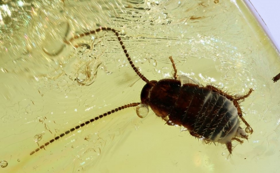 Απίστευτο! - Βρέθηκε κατσαρίδα 35 εκατ. ετών άθικτη!