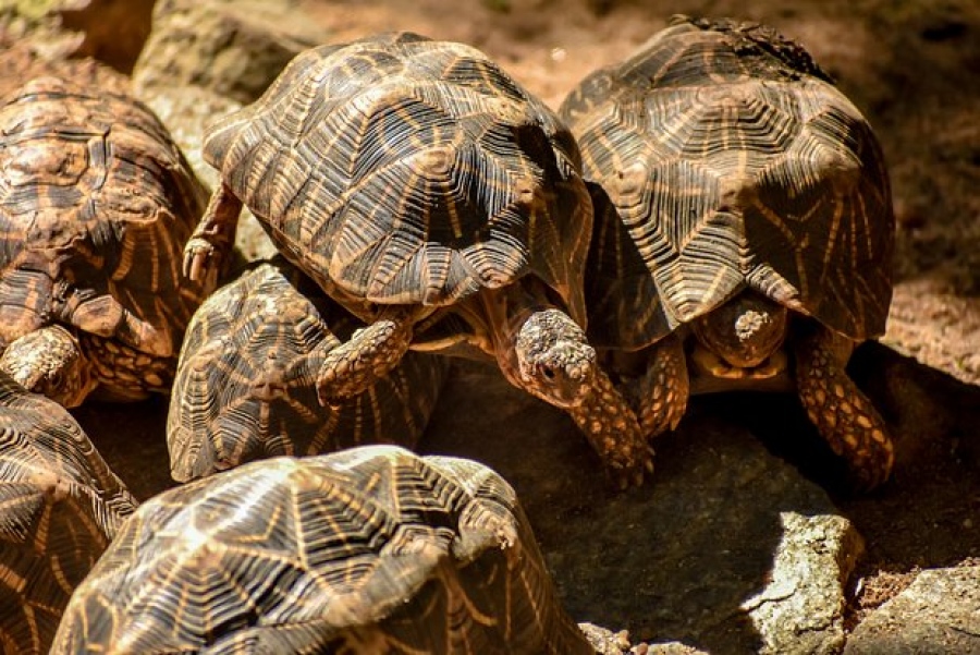 Γυναίκες έκρυψαν 68 χελώνες κάτω από τις φούστες τους για να τις περάσουν λαθραία από το τελωνείο...