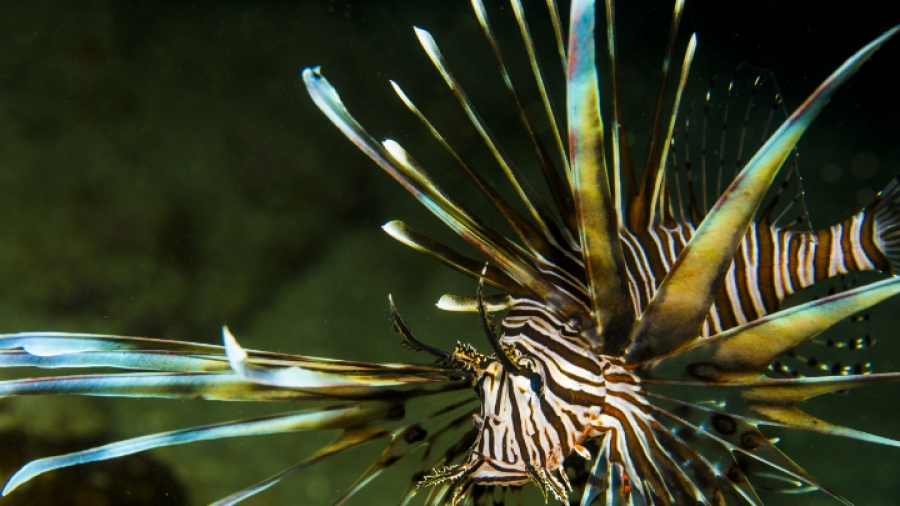 Φάτε τα θαλάσσια... alien για να μειωθούν