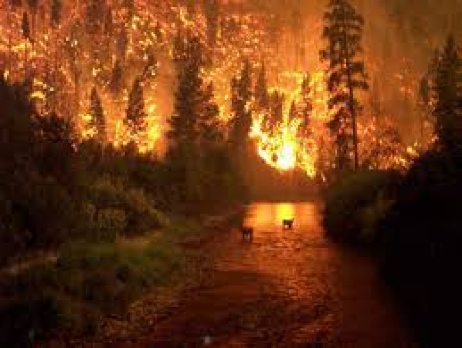 Κομισιόν: Κρούει τον κώδωνα του κινδύνου για εκτεταμένες δασικές πυρκαγιές σε όλη την Ευρώπη, το καλοκαίρι
