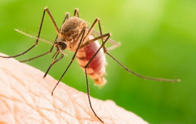 Παραγουάη: Στους 16 οι νεκροί εξαιτίας του δάγκειου πυρετού - Έχουν καταγραφεί 85.000 κρούσματα