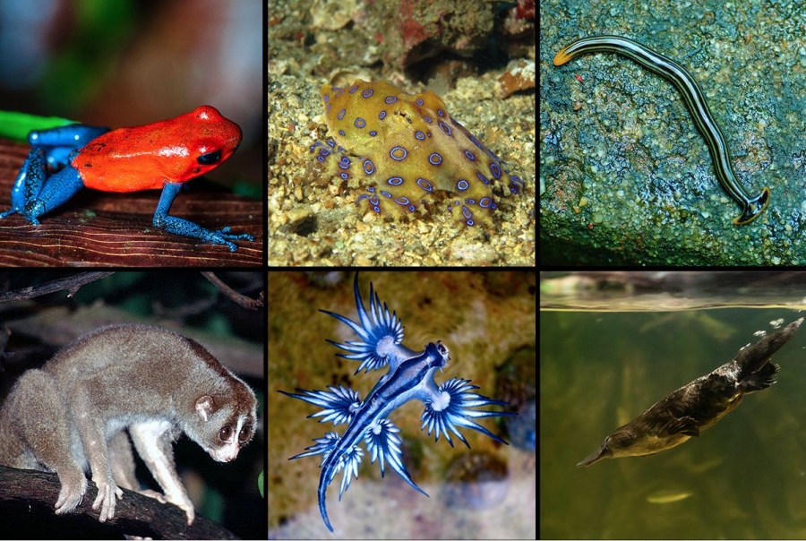 Σοκ! - Ποιο «μικρό στο μάτι» ζώο είναι μακράν το πιο επικίνδυνο με εκατ. θύματα ετησίως!