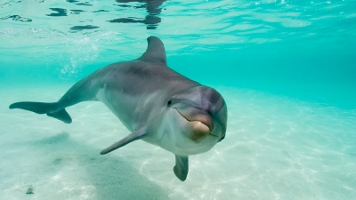 Πώς ο Covid άλλαξε τον... ήχο του ωκεανού - Η ανθρωπότητα σίγησε για λίγο