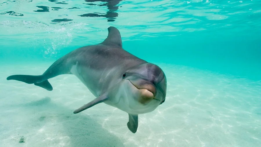 Πώς ο Covid άλλαξε τον... ήχο του ωκεανού - Η ανθρωπότητα σίγησε για λίγο