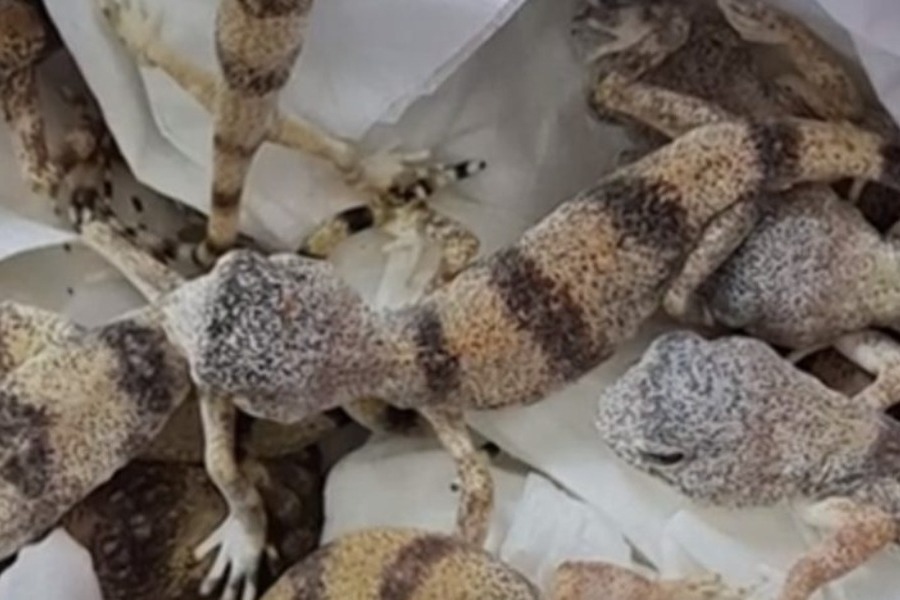 Πήγε στο αεροδρόμιο με 90 ερπετά στη βαλίτσα του...