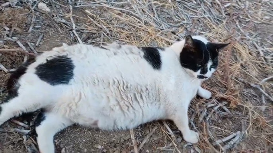 Ο πιο διάσημος γάτος της Κρήτης έγινε viral τουριστικό αξιοθέατο: «Αξίζει να τον επισκεφτείς»