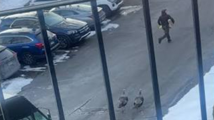 Αδιανόητο - Άγριες γαλοπούλες καταδιώκουν οδηγό διανομών – Σκηνές πανικού σε ήσυχη γειτονιά (vid)