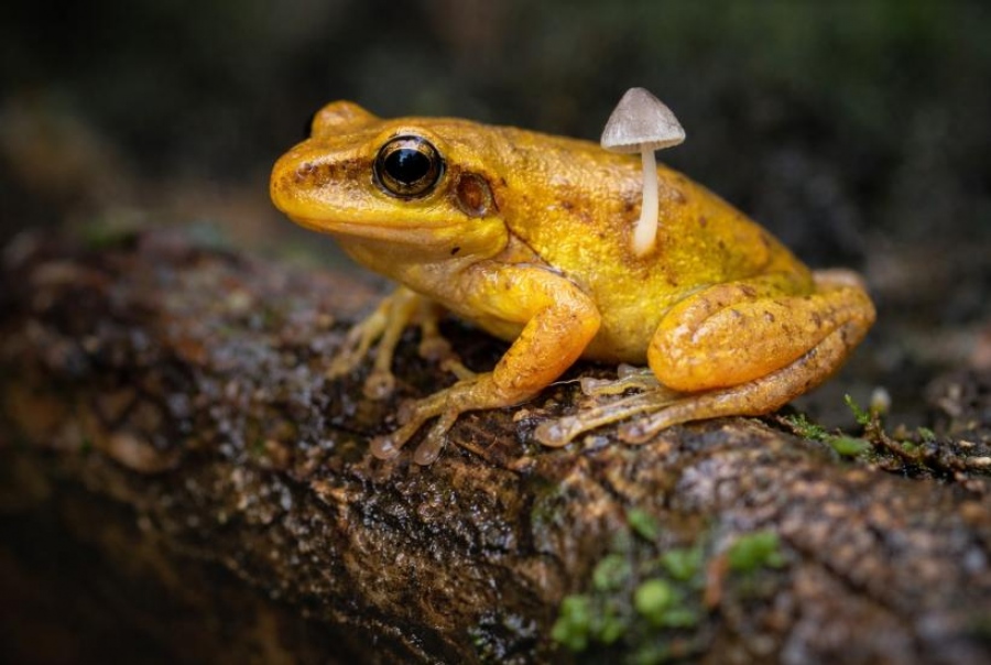 «Ο Navalny δηλητηριάστηκε με εξωτικό δηλητήριο βατράχου» - Γιατί επιλέχθηκε αυτή η θεωρία;