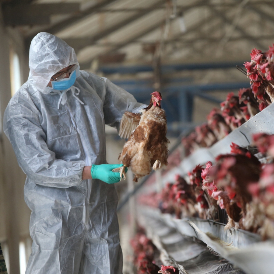 Κίνα: Καταγράφηκε το πρώτο κρούσμα του ιού H5N6 της γρίπης των πουλερικών σε άνθρωπο