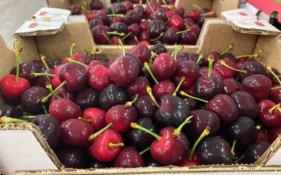 Στις ευρωπαϊκές αγορές τα «θεϊκά» κεράσια Ολύμπου