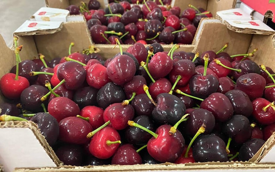 Στις ευρωπαϊκές αγορές τα «θεϊκά» κεράσια Ολύμπου