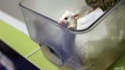 Ένας ποντικός... έσπασε το Covid - free της Ταϊβάν