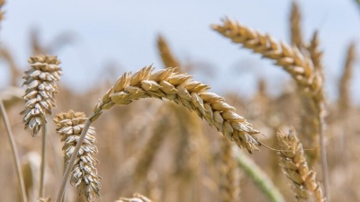 Σκάνδαλο: Σιτάρι και καλαμπόκι καλλιεργούνται παράνομα στην απαγορευμένη ζώνη του... Τσερνόμπιλ από το 2020!