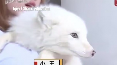 Αδιανόητο - Κινέζα νόμιζε ότι αγόρασε σκύλο και αποδείχθηκε αλεπού