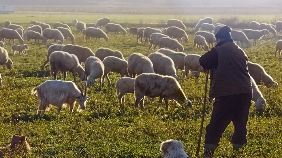Μας διέλυσαν και δεν πήραμε χαμπάρι – Πνιγμένοι στα προβλήματα οι αγρότες, ραγδαία μείωση των Ελλήνων κτηνοτρόφων