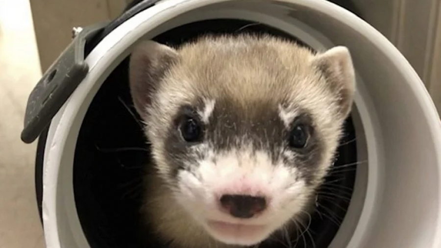 Γενετιστές δημιούργησαν το πρώτο κλωνοποιημένο κουνάβι - Το είδος του είχε εξαφανιστεί το...1980