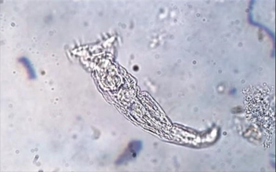 Μικροσκοπικό ζώο «αναστήθηκε» μετά από 24.000 χρόνια σε συνθήκες κατάψυξης στη Ρωσία