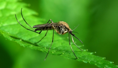 Τι συμβαίνει στις ΗΠΑ; Εκατομμύρια γενετικά τροποποιημένα κουνούπια θα απελευθερωθούν στην Καλιφόρνια και τη Φλόριντα