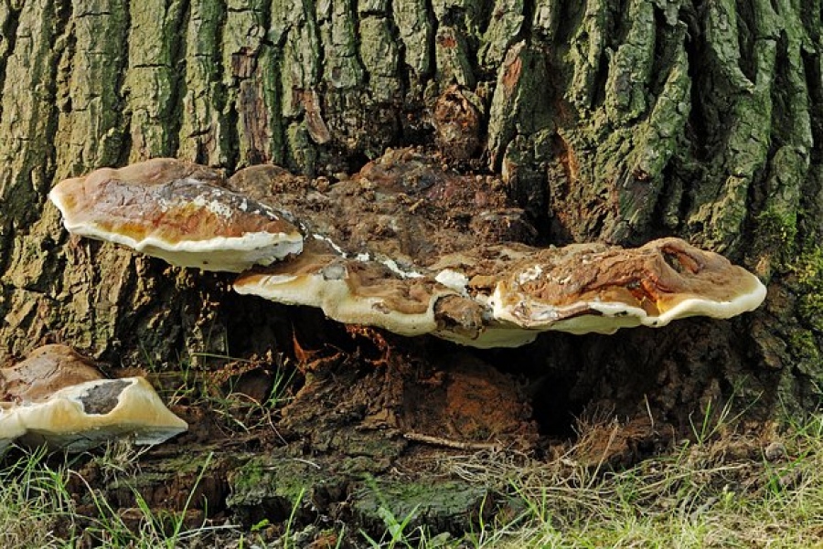 Μοναδικό: Ανακαλύφθηκε μια φυσική θεραπεία που επιταχύνει την επούλωση εγκαυμάτων