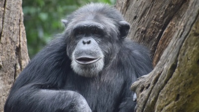 Ανατροπή στην επιστήμη: Οι πίθηκοι έχουν φαντασία – Καταρρίπτεται το «ανθρώπινο μονοπώλιο»