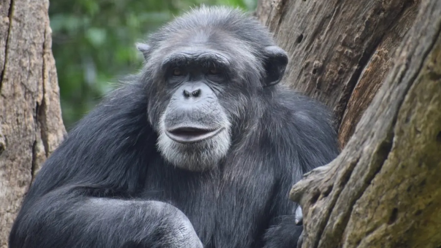 Ανατροπή στην επιστήμη: Οι πίθηκοι έχουν φαντασία – Καταρρίπτεται το «ανθρώπινο μονοπώλιο»