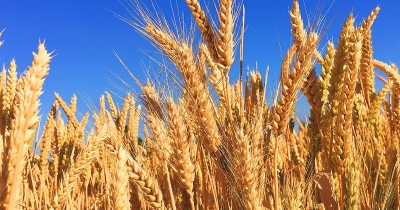 Υπό εξαφάνιση το σιτάρι στις ΗΠΑ: Μαστίζεται από την ξηρασία ο πρωτογενής τομέας