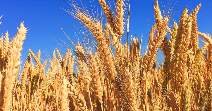 Υπό εξαφάνιση το σιτάρι στις ΗΠΑ: Μαστίζεται από την ξηρασία ο πρωτογενής τομέας